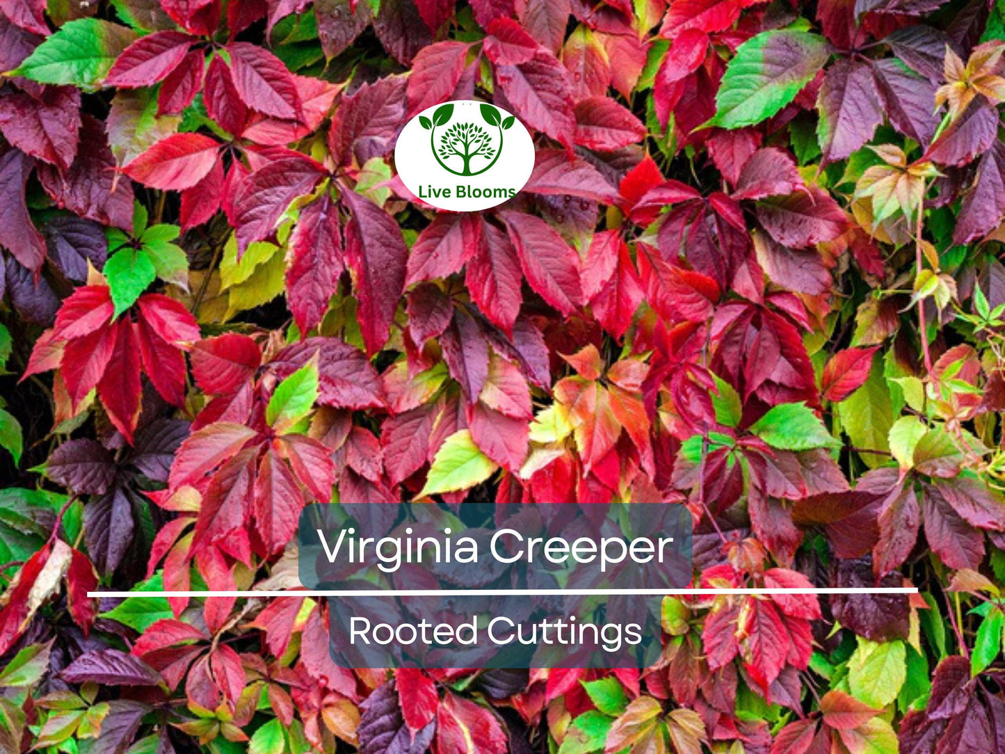 Virginia Creeper Perennial Rooted Cuttings 5"-8" - Parthenocissus quinquefolia, Hardy Vine, Fast-Growing, Ground Cover, Outdoor Garden Plant