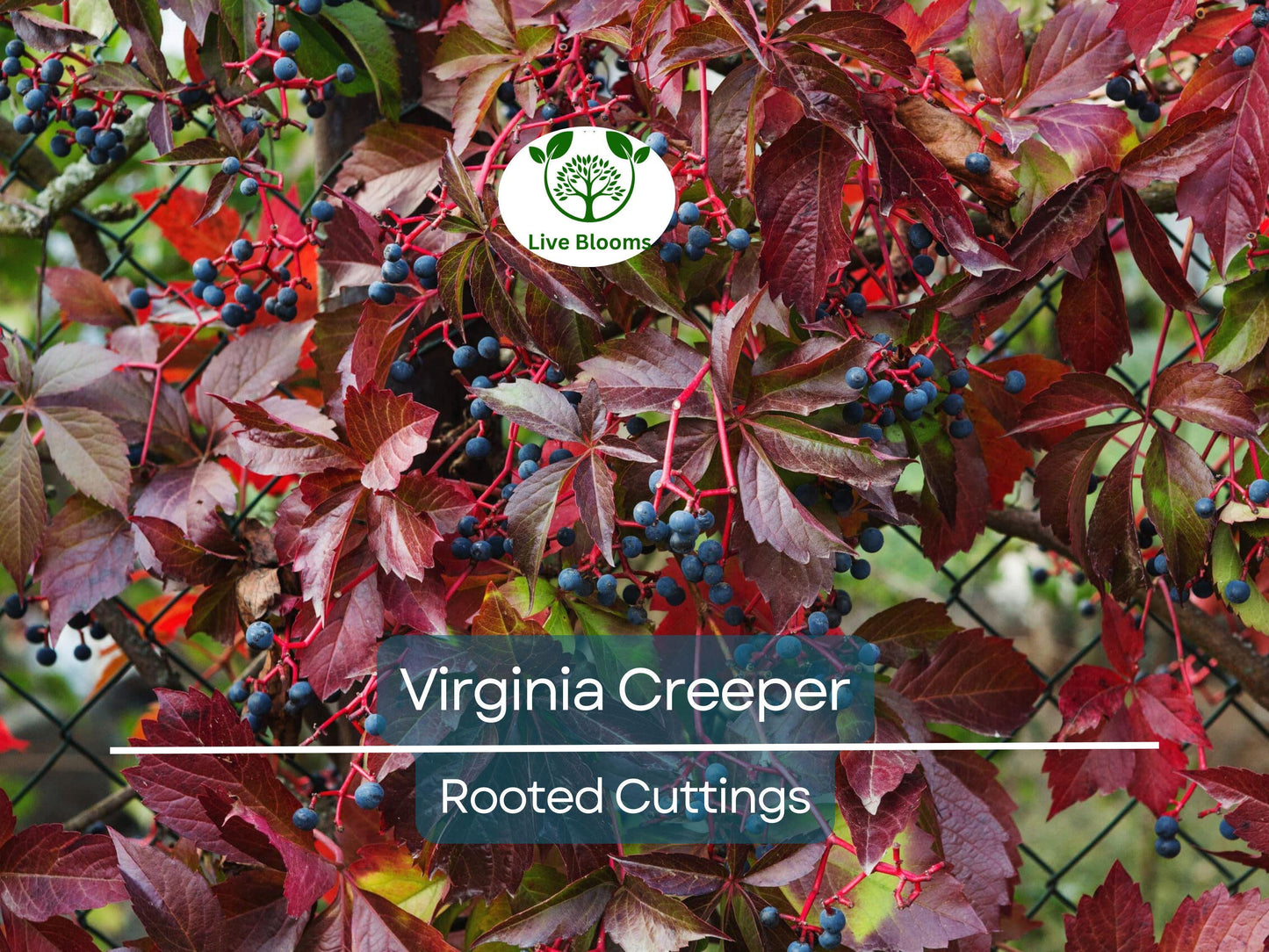 Virginia Creeper Perennial Rooted Cuttings 5"-8" - Parthenocissus quinquefolia, Hardy Vine, Fast-Growing, Ground Cover, Outdoor Garden Plant