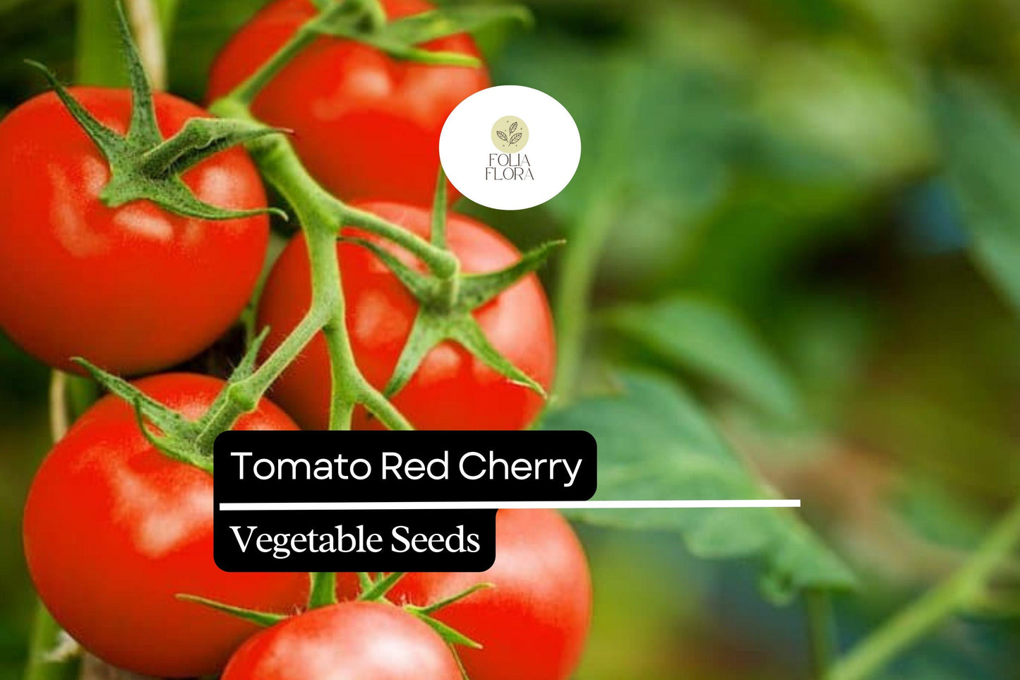 50 Seeds Tomato Red Cherry (Solanum lycopersicum) – Sweet, Bite-Sized, and Ideal for Fresh Eating, Salads, and Snacking
