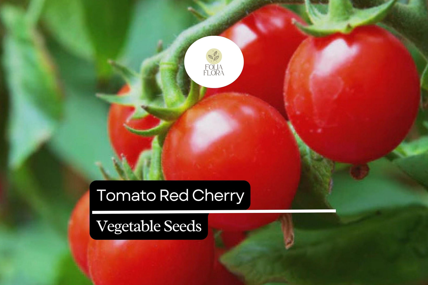 50 Seeds Tomato Red Cherry (Solanum lycopersicum) – Sweet, Bite-Sized, and Ideal for Fresh Eating, Salads, and Snacking