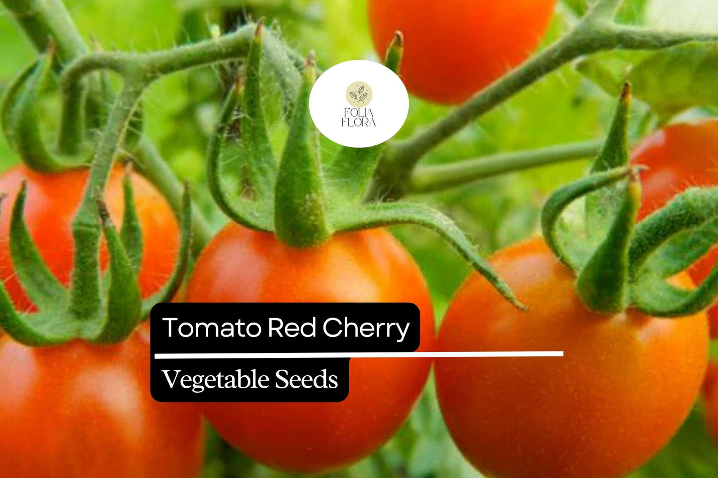 50 Seeds Tomato Red Cherry (Solanum lycopersicum) – Sweet, Bite-Sized, and Ideal for Fresh Eating, Salads, and Snacking