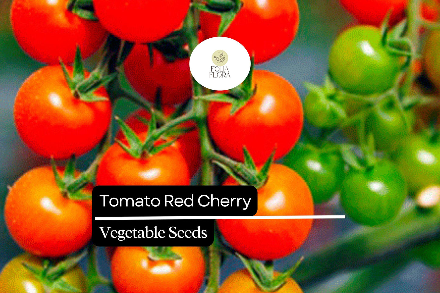 50 Seeds Tomato Red Cherry (Solanum lycopersicum) – Sweet, Bite-Sized, and Ideal for Fresh Eating, Salads, and Snacking
