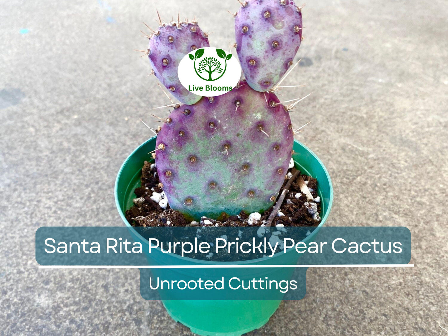 3 Santa Rita Purple Prickly Pear Cactus Opuntia Violacea 5-6" Unrooted Cuttings, Purple Opuntia, Rare Cactus for Sale