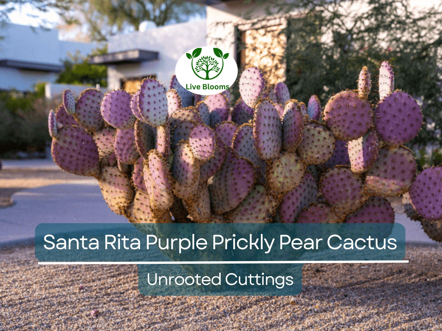 3 Santa Rita Purple Prickly Pear Cactus Opuntia Violacea 5-6" Unrooted Cuttings, Purple Opuntia, Rare Cactus for Sale