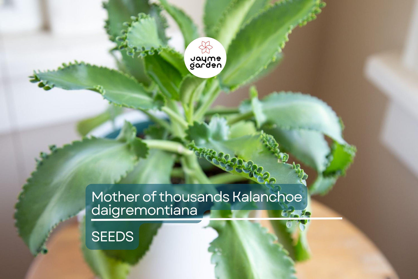 Mother of Thousands (Kalanchoe daigremontiana) β 25 Rare Succulent Seeds | Mexican Hat Plant for Indoor & Outdoor Gardens