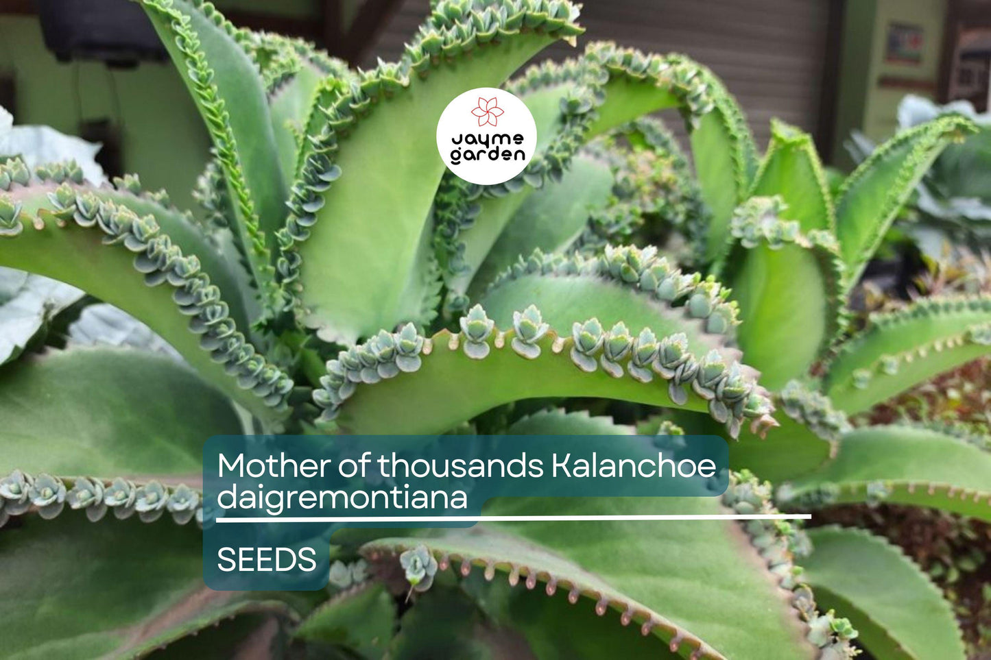 Mother of Thousands (Kalanchoe daigremontiana) β 25 Rare Succulent Seeds | Mexican Hat Plant for Indoor & Outdoor Gardens