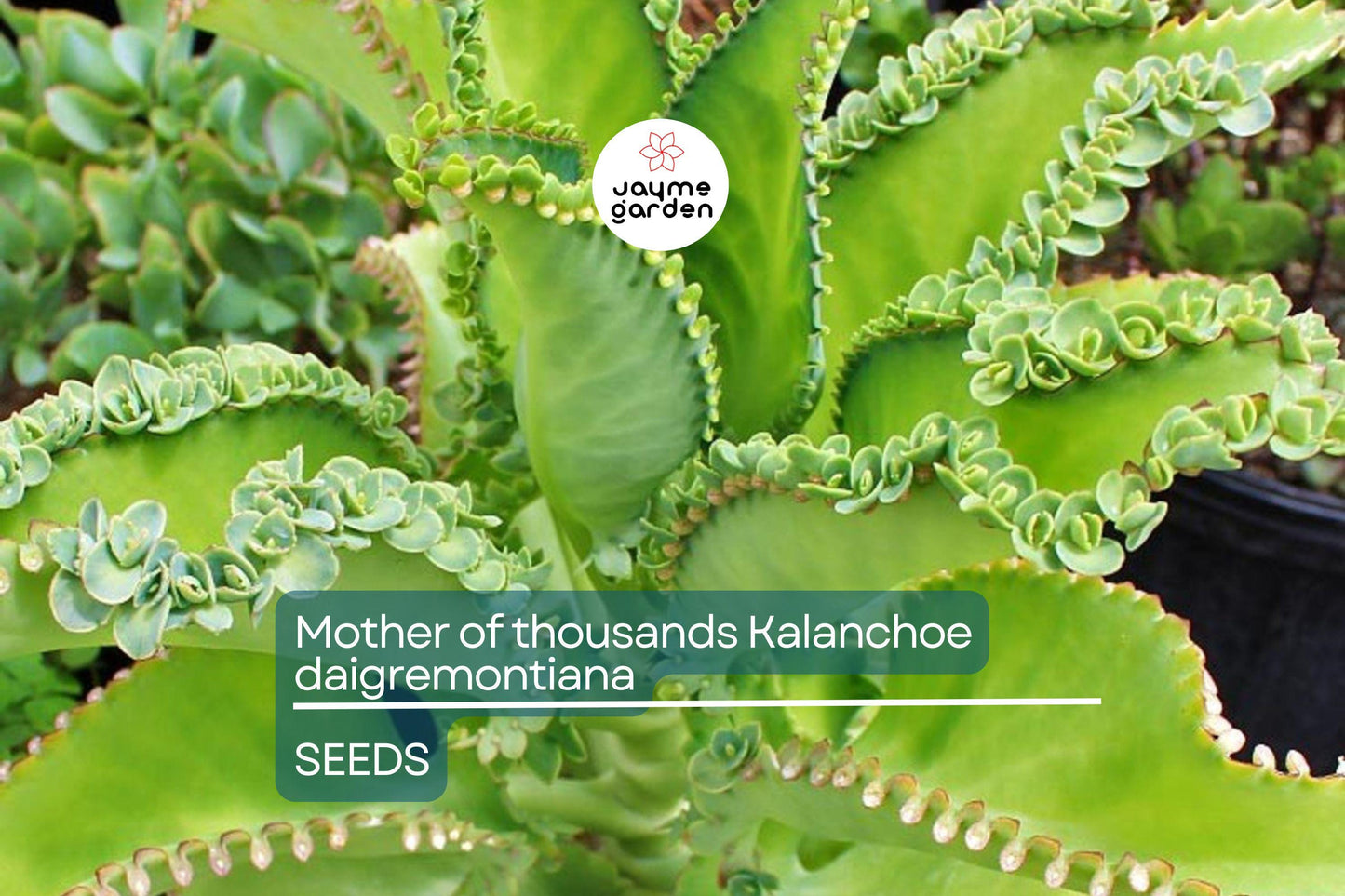 Mother of Thousands (Kalanchoe daigremontiana) β 25 Rare Succulent Seeds | Mexican Hat Plant for Indoor & Outdoor Gardens