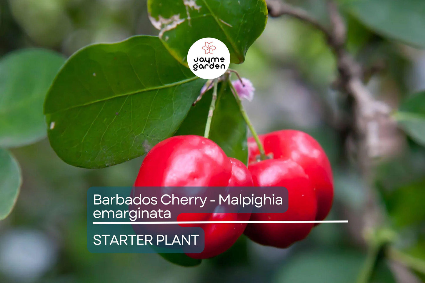 Acerola Barbados Cherry Plant (Malpighia emarginata) | Vitamin C-Rich Fruit, Evergreen Shrub, USDA Zones 9-12