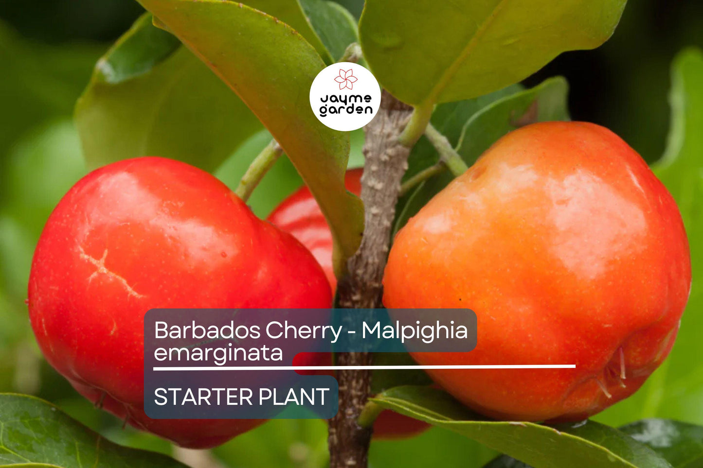 Acerola Barbados Cherry Plant (Malpighia emarginata) | Vitamin C-Rich Fruit, Evergreen Shrub, USDA Zones 9-12