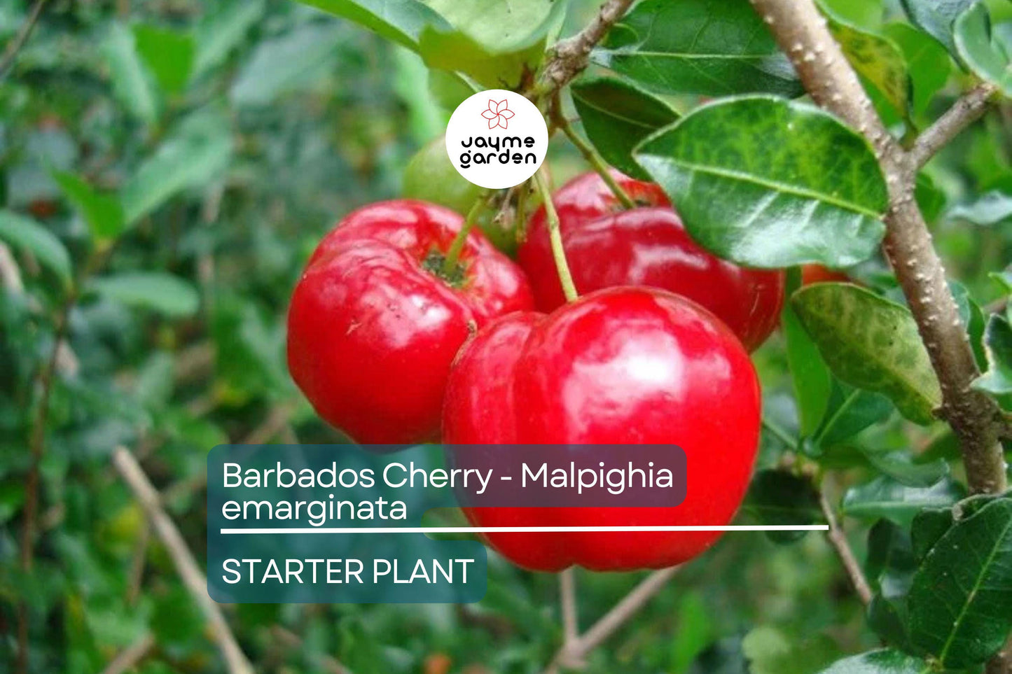 Acerola Barbados Cherry Plant (Malpighia emarginata) | Vitamin C-Rich Fruit, Evergreen Shrub, USDA Zones 9-12