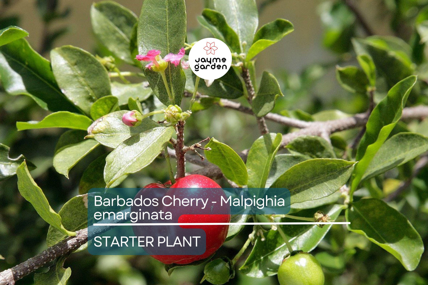Acerola Barbados Cherry Plant (Malpighia emarginata) | Vitamin C-Rich Fruit, Evergreen Shrub, USDA Zones 9-12