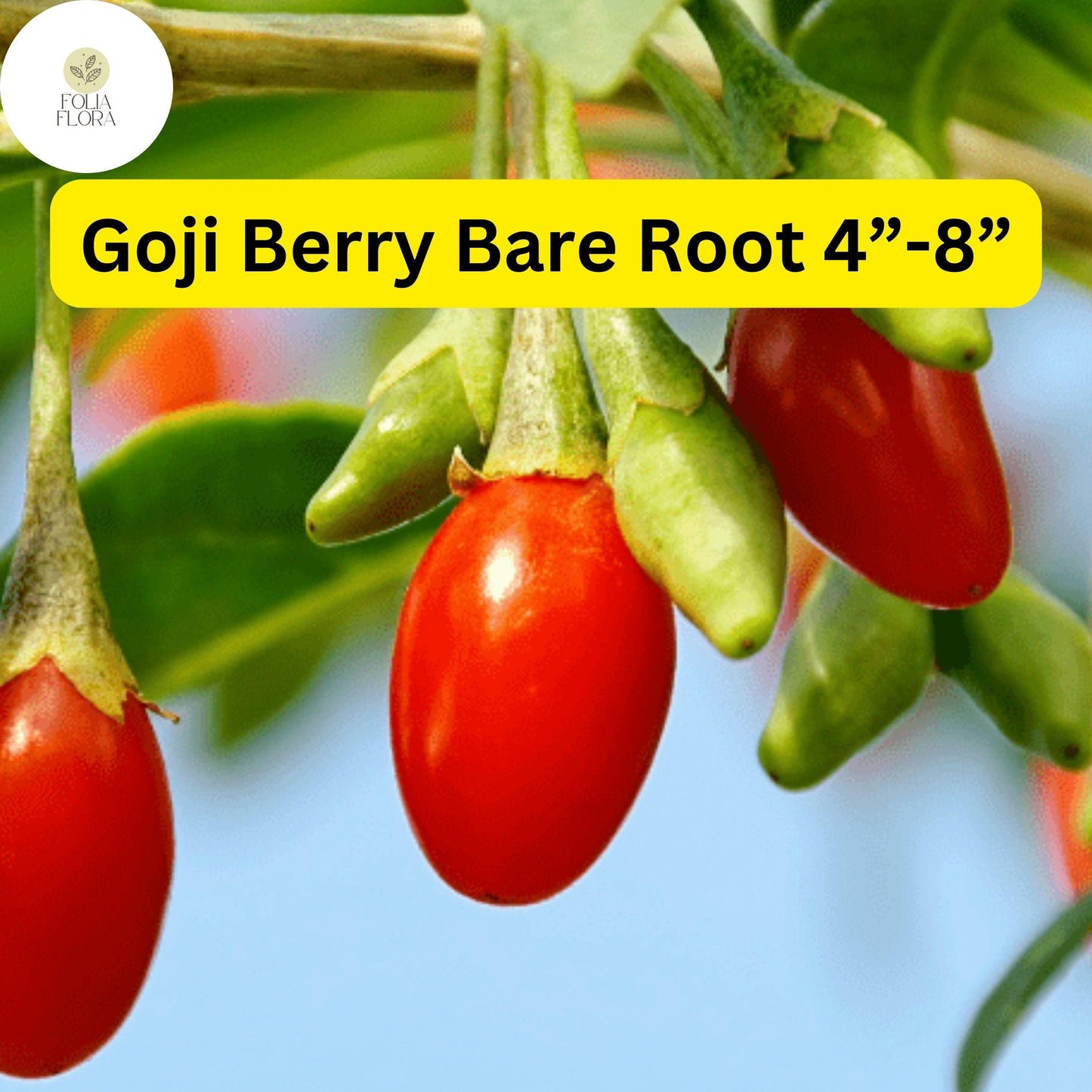 3 Bare Root Live Plants Goji Berry (Lycium barbarum) 4”-8” Ready to Plant