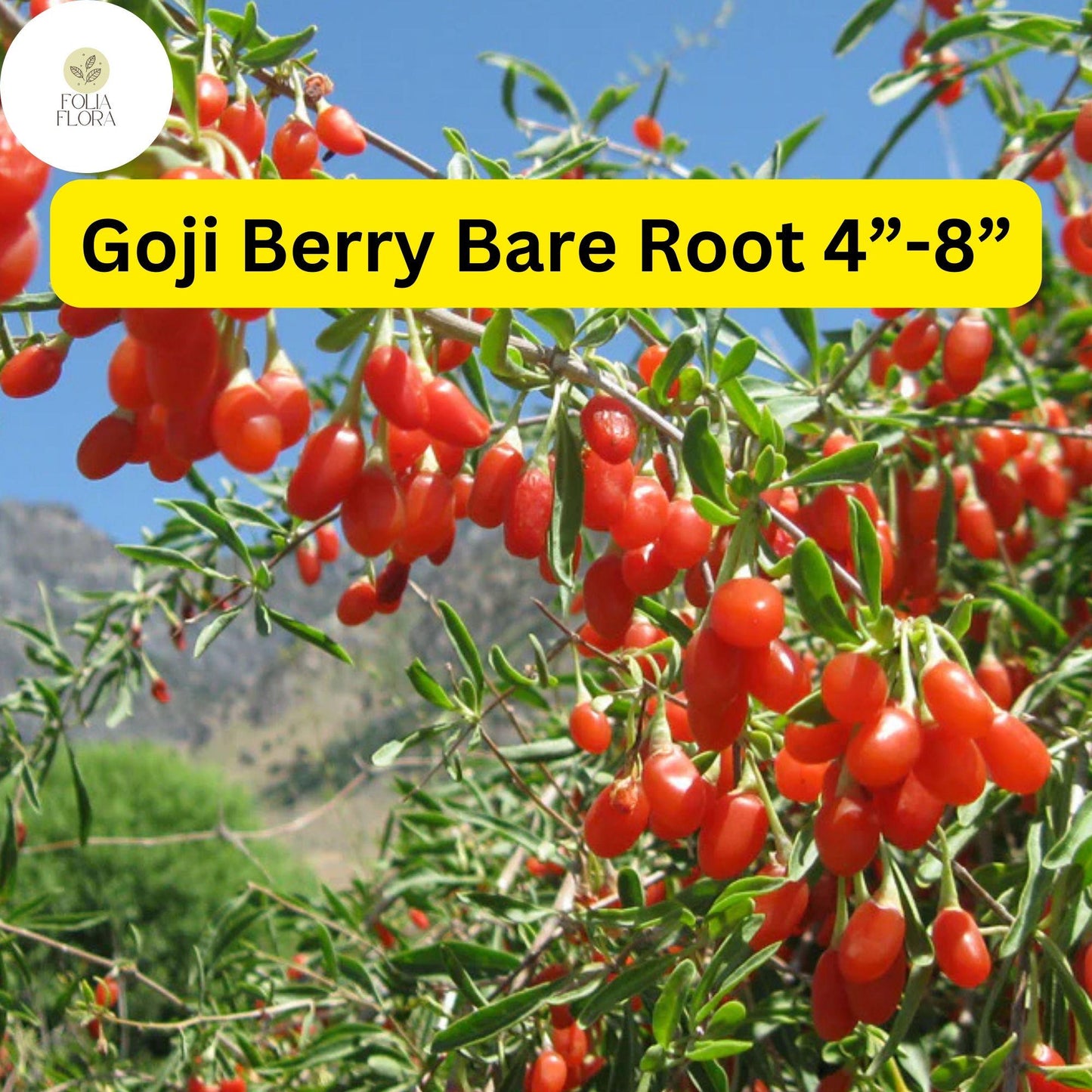 3 Bare Root Live Plants Goji Berry (Lycium barbarum) 4”-8” Ready to Plant