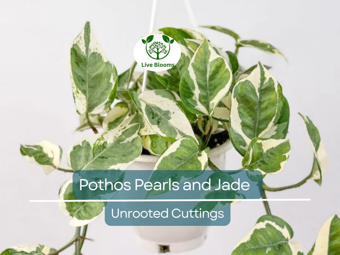 3 Unrooted Pothos Pearls and Jade Cuttings - Devil's Ivy Variegated House Plant - Indoor Plant for Sale