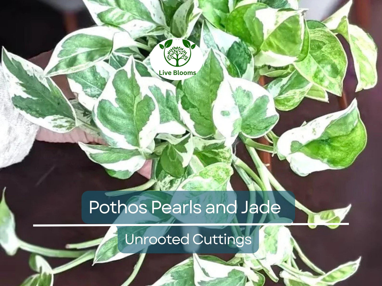 3 Unrooted Pothos Pearls and Jade Cuttings - Devil's Ivy Variegated House Plant - Indoor Plant for Sale