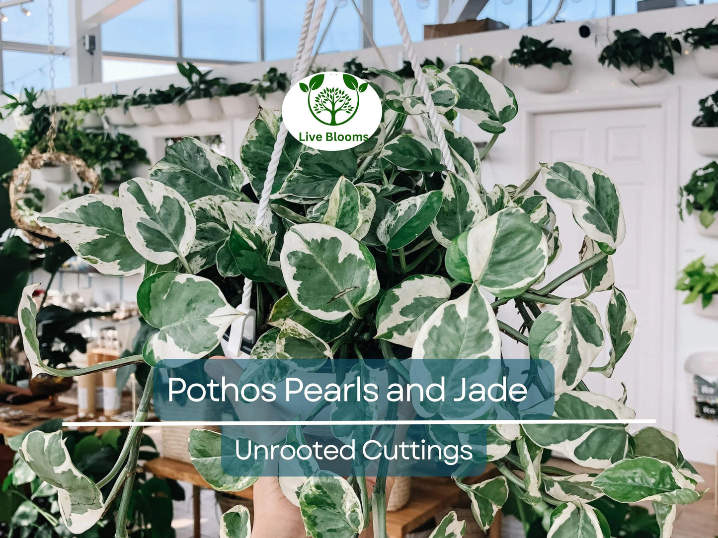 3 Unrooted Pothos Pearls and Jade Cuttings - Devil's Ivy Variegated House Plant - Indoor Plant for Sale