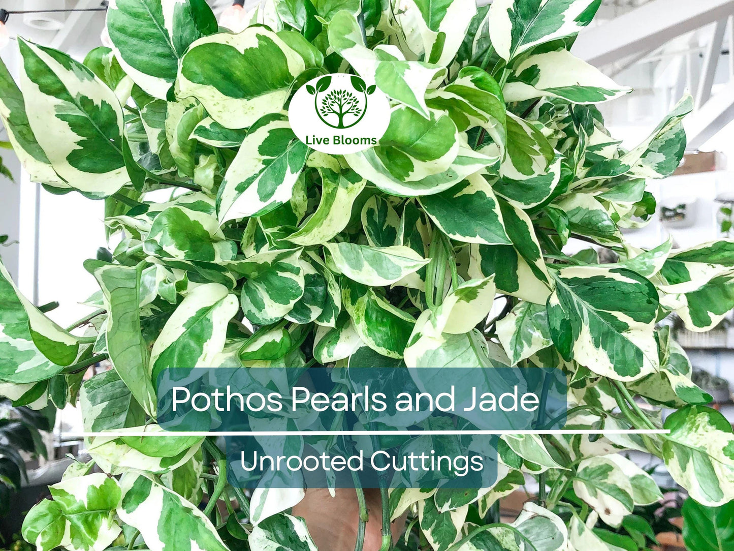 3 Unrooted Pothos Pearls and Jade Cuttings - Devil's Ivy Variegated House Plant - Indoor Plant for Sale