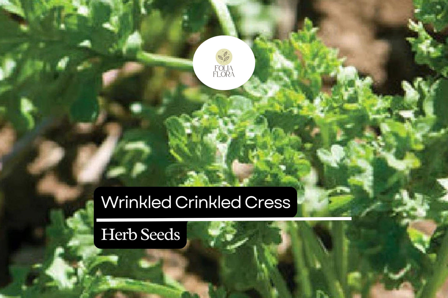 500 Seeds Wrinkled Crinkled Cress (Lepidium sativum) – Tangy, Nutritious Microgreen & Salad Herb