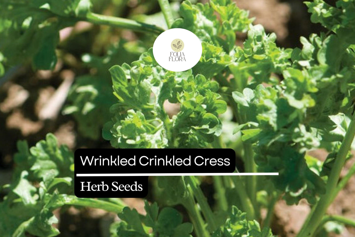 500 Seeds Wrinkled Crinkled Cress (Lepidium sativum) – Tangy, Nutritious Microgreen & Salad Herb