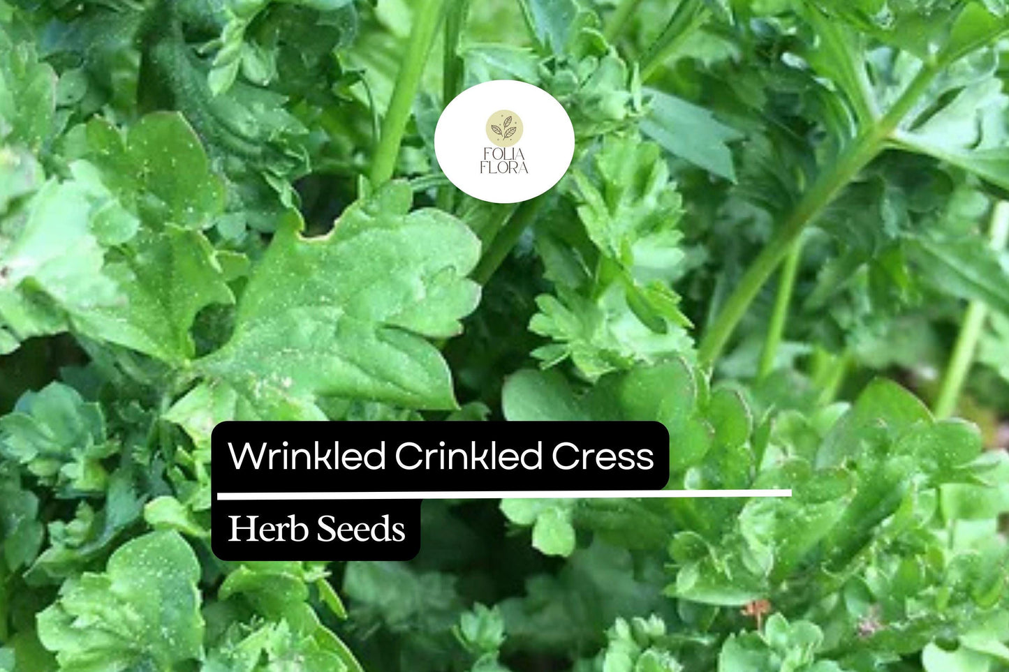 500 Seeds Wrinkled Crinkled Cress (Lepidium sativum) – Tangy, Nutritious Microgreen & Salad Herb