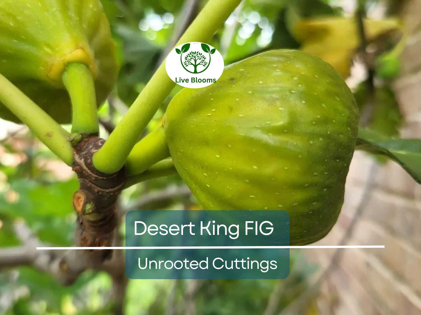 5 Desert King Fig Tree Unrooted Cuttings 6-8" Long - Ficus Carica, Fresh & Healthy, Perfect for Planting or Propagation
