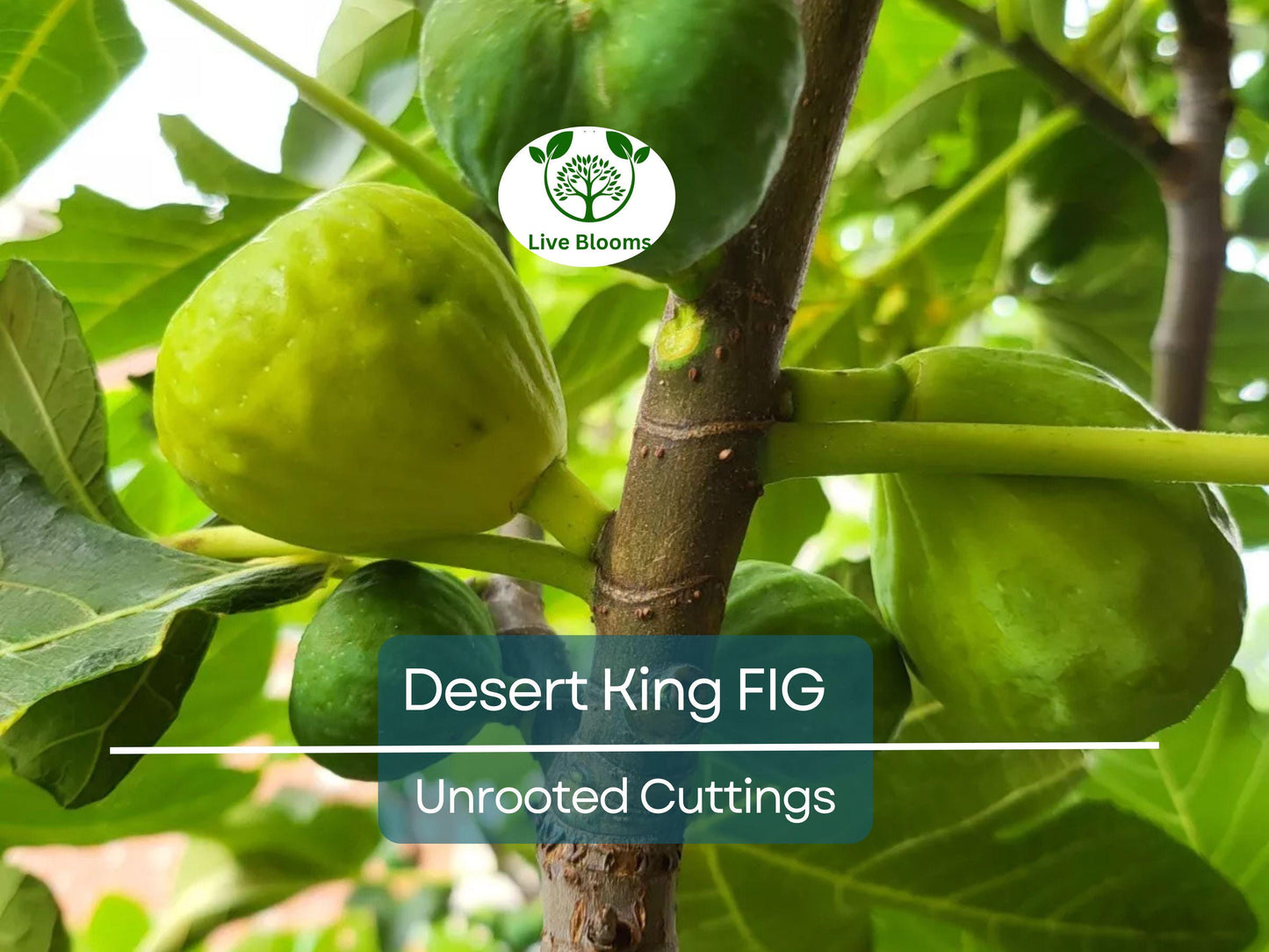 5 Desert King Fig Tree Unrooted Cuttings 6-8" Long - Ficus Carica, Fresh & Healthy, Perfect for Planting or Propagation