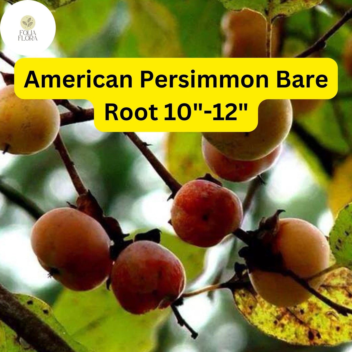 American Persimmon Tree (Diospyros virginiana) - Pack of 2 Live Bare Root Plants 10"-12"