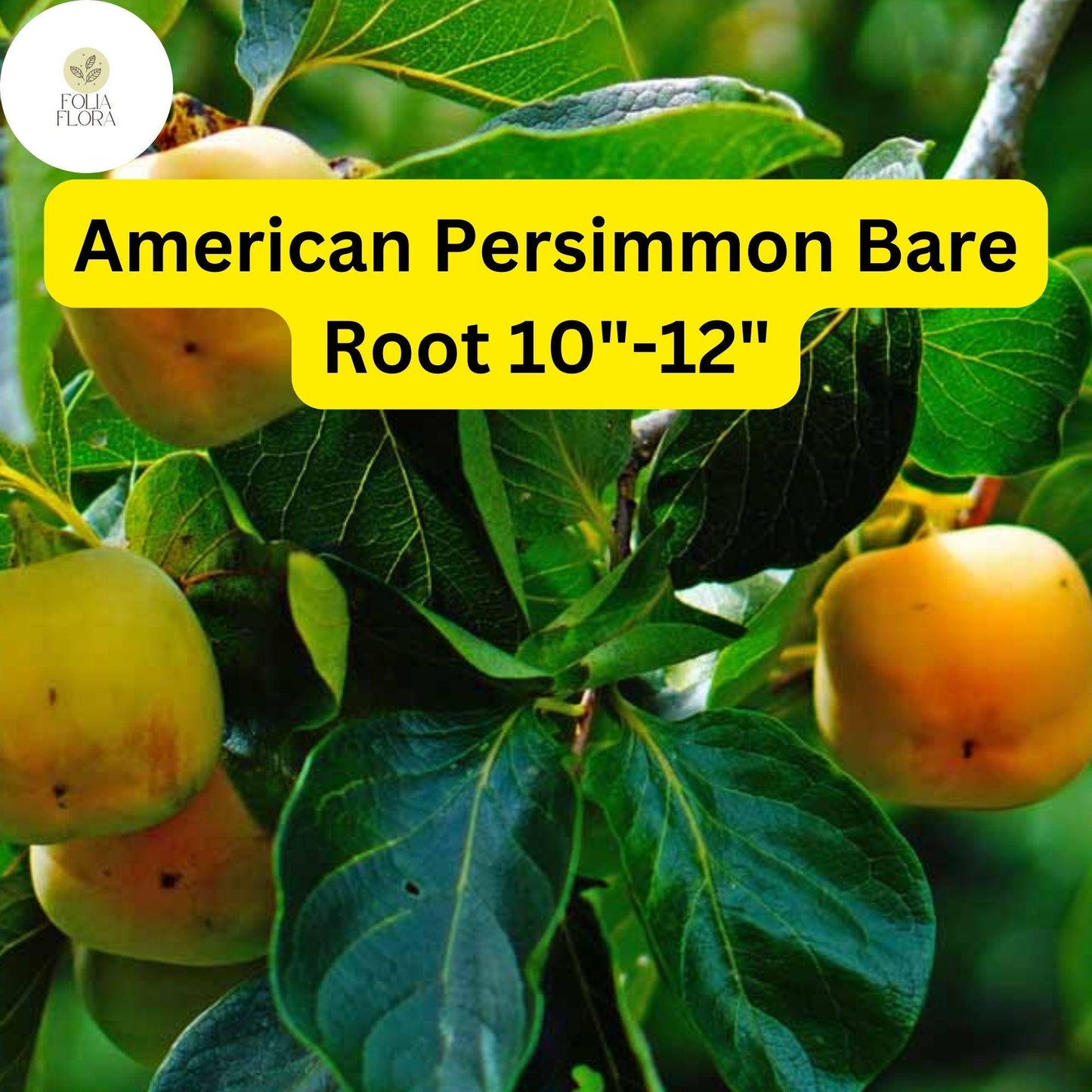 American Persimmon Tree (Diospyros virginiana) - Pack of 2 Live Bare Root Plants 10"-12"