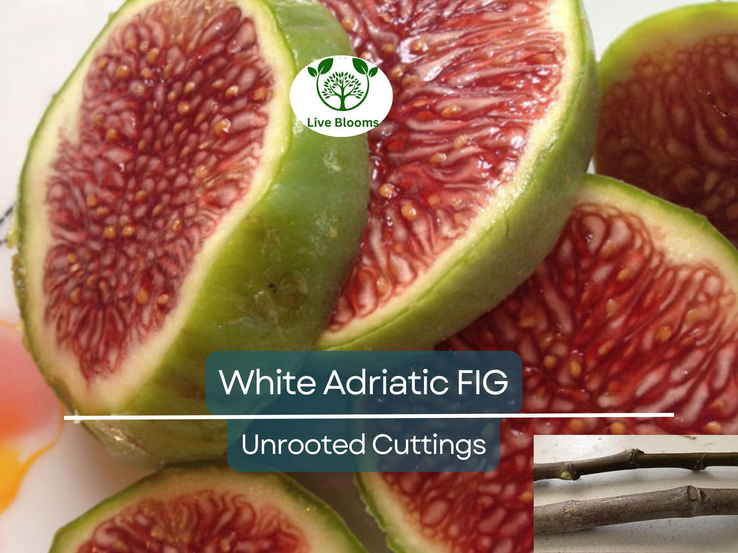 3 White Adriatic Fig Tree Unrooted Cuttings | Ficus carica | Rare, Sweet White Fruit, Easy to Grow, for Propagation, Indoor/Outdoor Tree