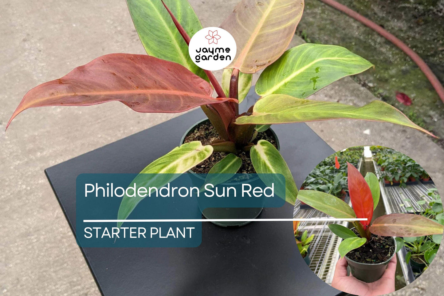 Live Tropical Philodendron Sun Red | Vibrant Indoor Houseplant Starter Plug | Easy-Care Jungle Decor | Perfect Gift for Plant Lovers