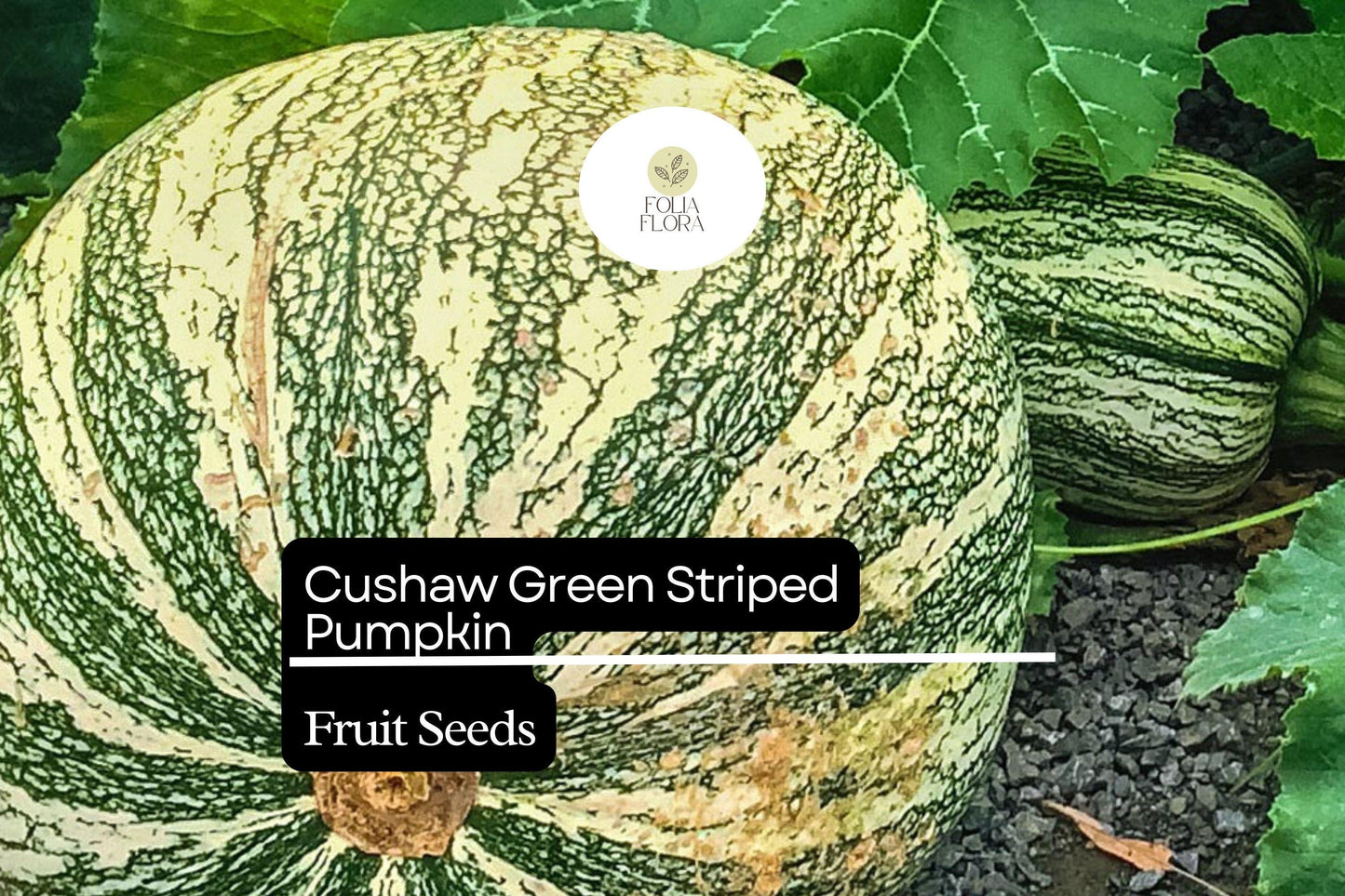 20 Seeds Cushaw Green Striped Pumpkin (Cucurbita argyrosperma) – Heirloom Winter Squash with Sweet Flavor