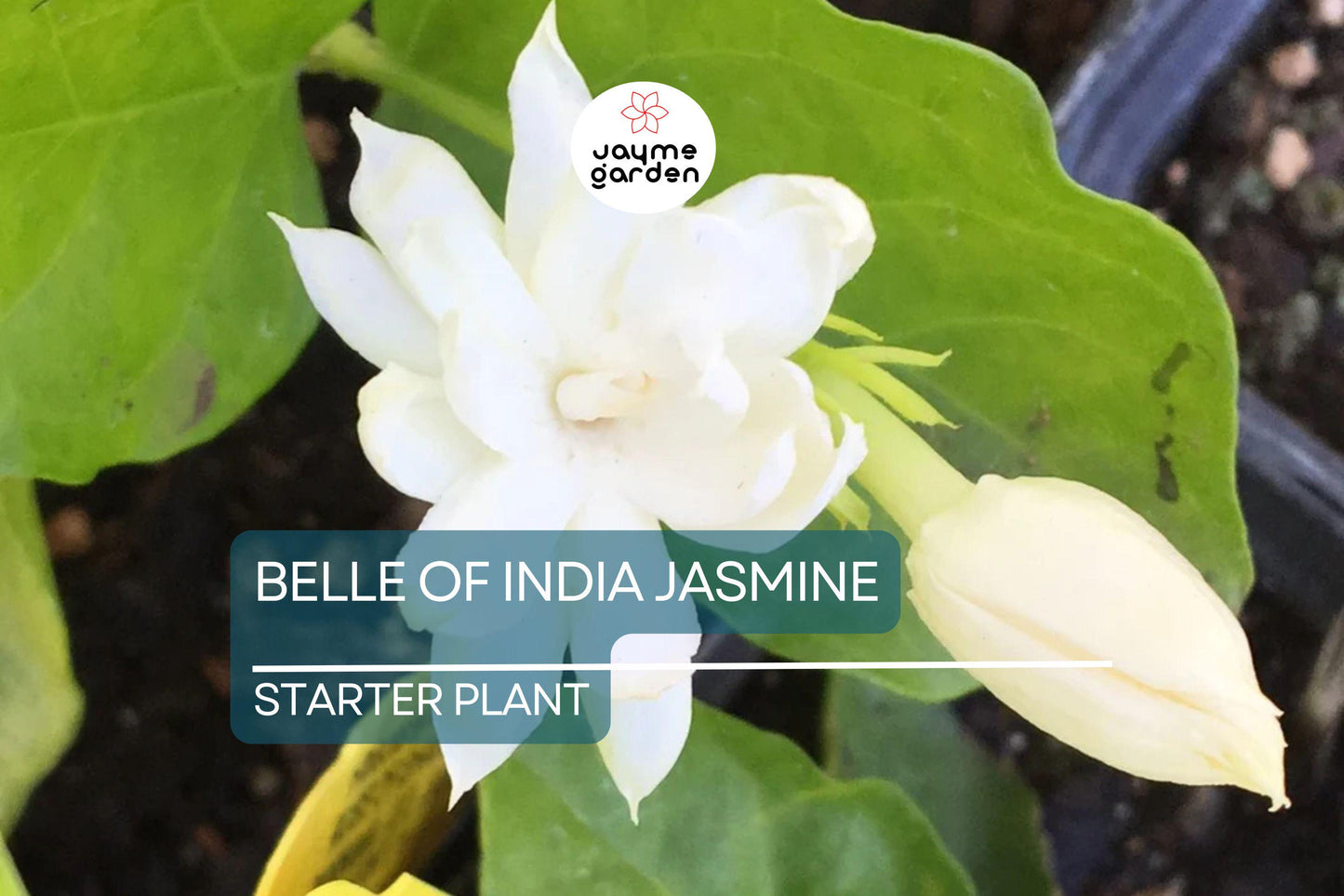 Belle of India Jasmine Starter Plant | Jasminum Sambac Double | Intensely Fragrant Blooms | Easy-Care Indoor/Outdoor Plant | Zones 8-11