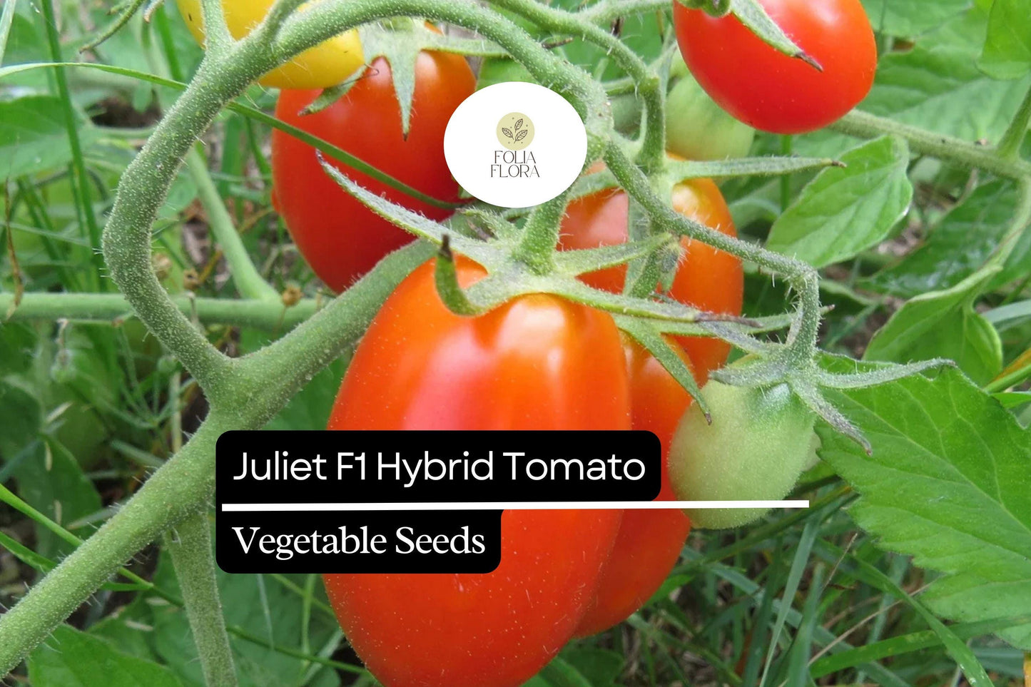 10 Seeds Juliet F1 Hybrid Tomato (Solanum lycopersicum) – High-Yield, Sweet & Versatile