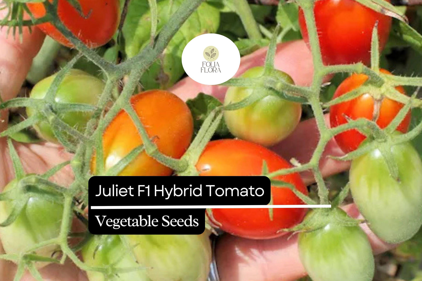 10 Seeds Juliet F1 Hybrid Tomato (Solanum lycopersicum) – High-Yield, Sweet & Versatile