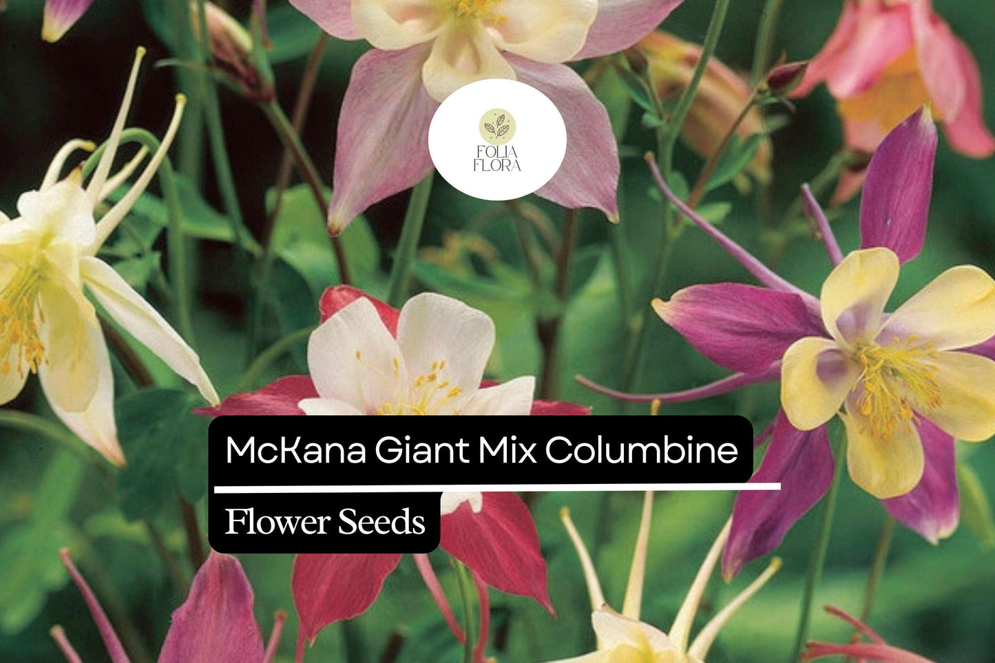 McKana Giant Mix Columbine (Aquilegia caerulea) | 100-2000 Seeds – Beautiful, Long-Lasting Blooms