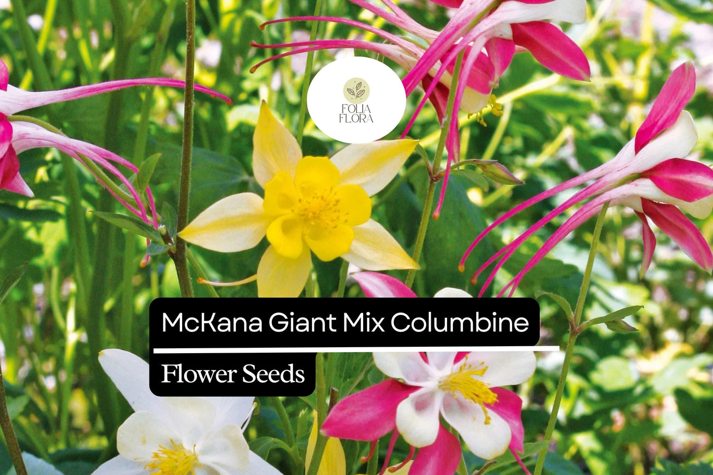 McKana Giant Mix Columbine (Aquilegia caerulea) | 100-2000 Seeds – Beautiful, Long-Lasting Blooms