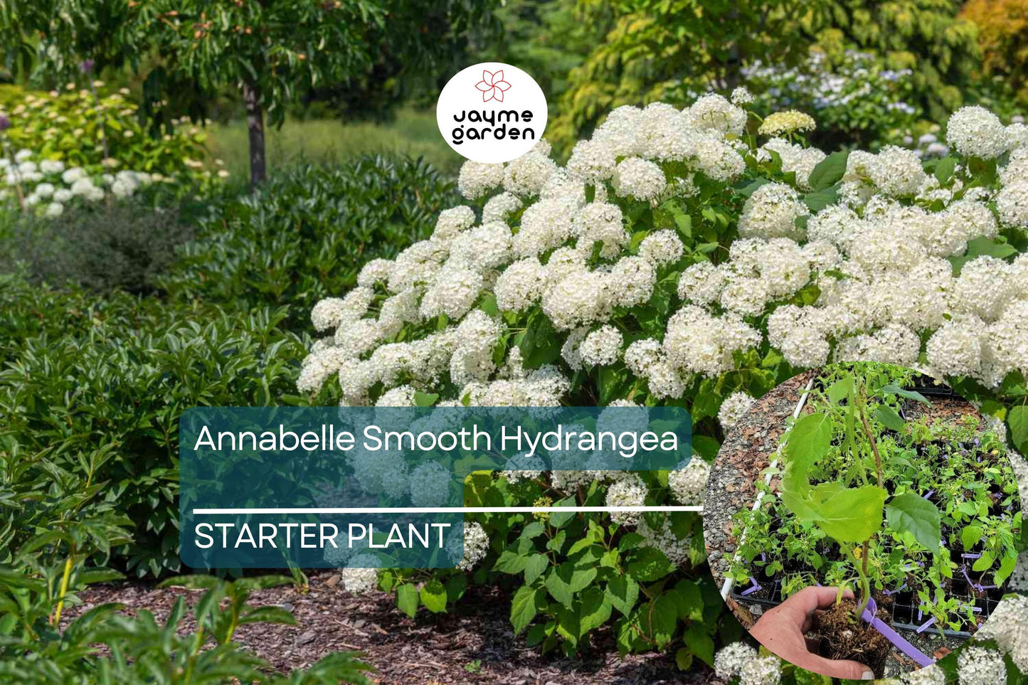 1 Annabelle Smooth Hydrangea | White Hydrangea Starter Plant | Hardy Flowering Shrub
