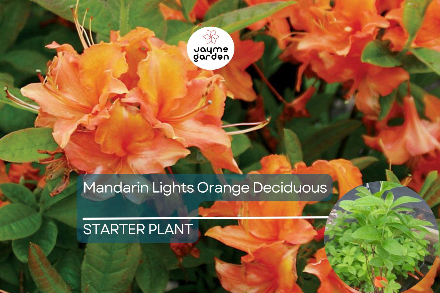 Mandarin Lights Deciduous Azalea | Northern Lights Hybrid | Starter Plant | Bright Orange Blooms