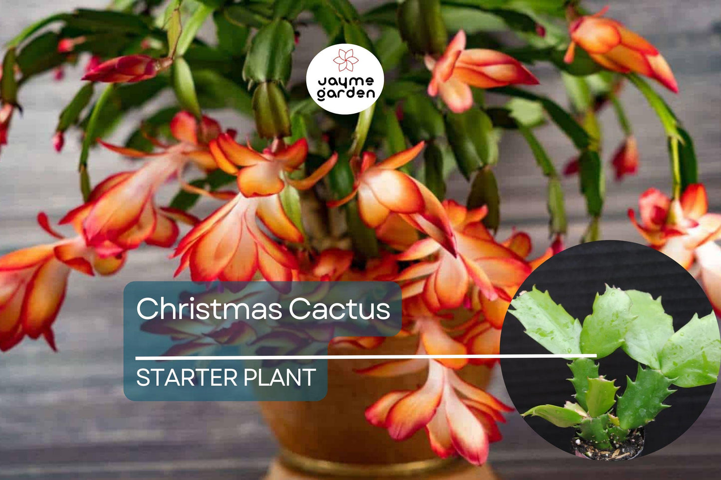 Christmas Cactus Starter Plant | Sunset Strip Schlumbergera Truncata | Easy-Care Holiday Blooms | Well-Rooted Plug