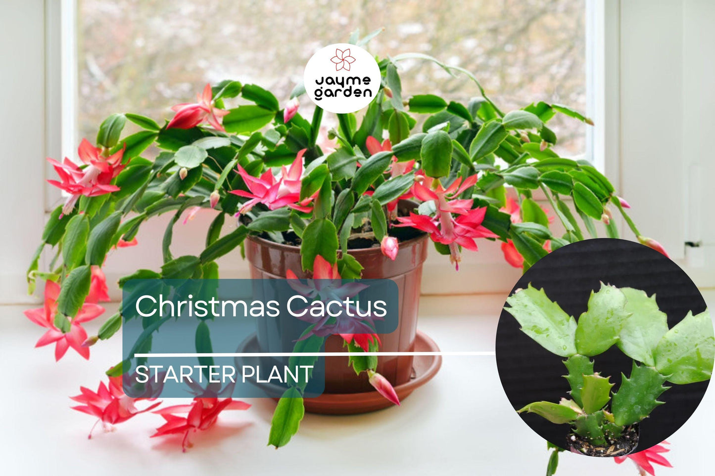 Christmas Cactus Starter Plant | Sunset Strip Schlumbergera Truncata | Easy-Care Holiday Blooms | Well-Rooted Plug
