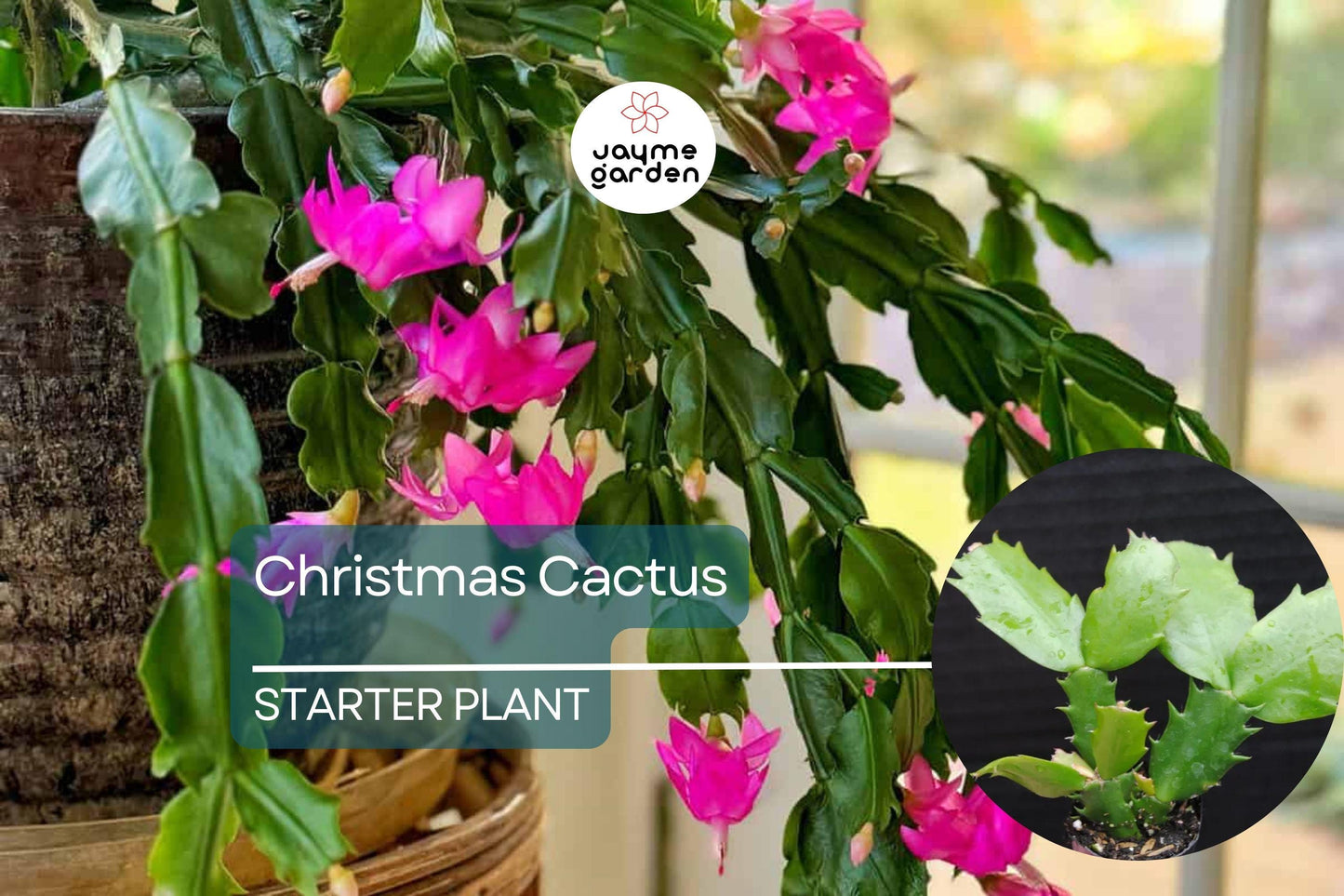 Christmas Cactus Starter Plant | Sunset Strip Schlumbergera Truncata | Easy-Care Holiday Blooms | Well-Rooted Plug