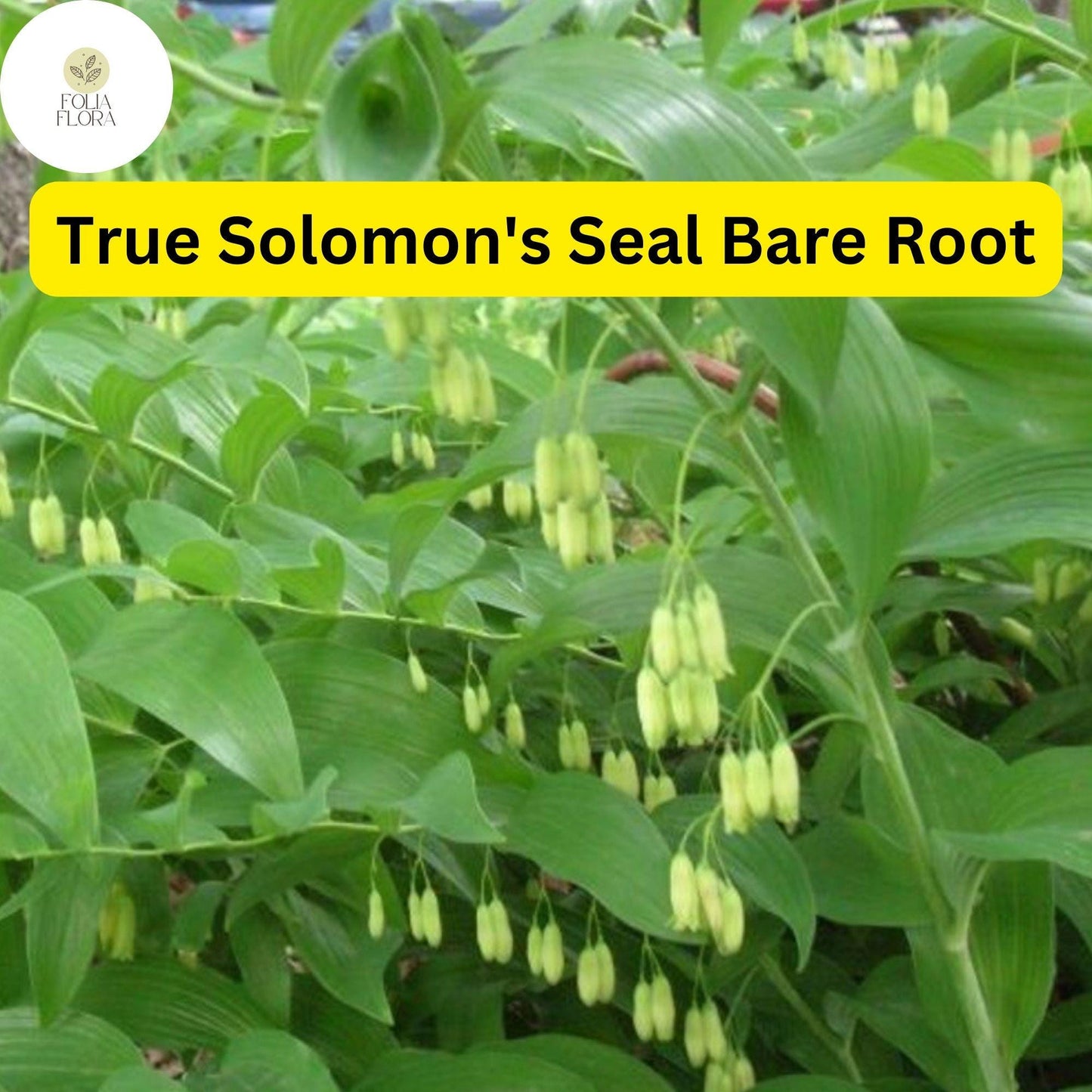 3 True Solomon's Seal Plants, Polygonatum biflorum, Bare Root Perennials, Native Shade-Loving Wildflowers