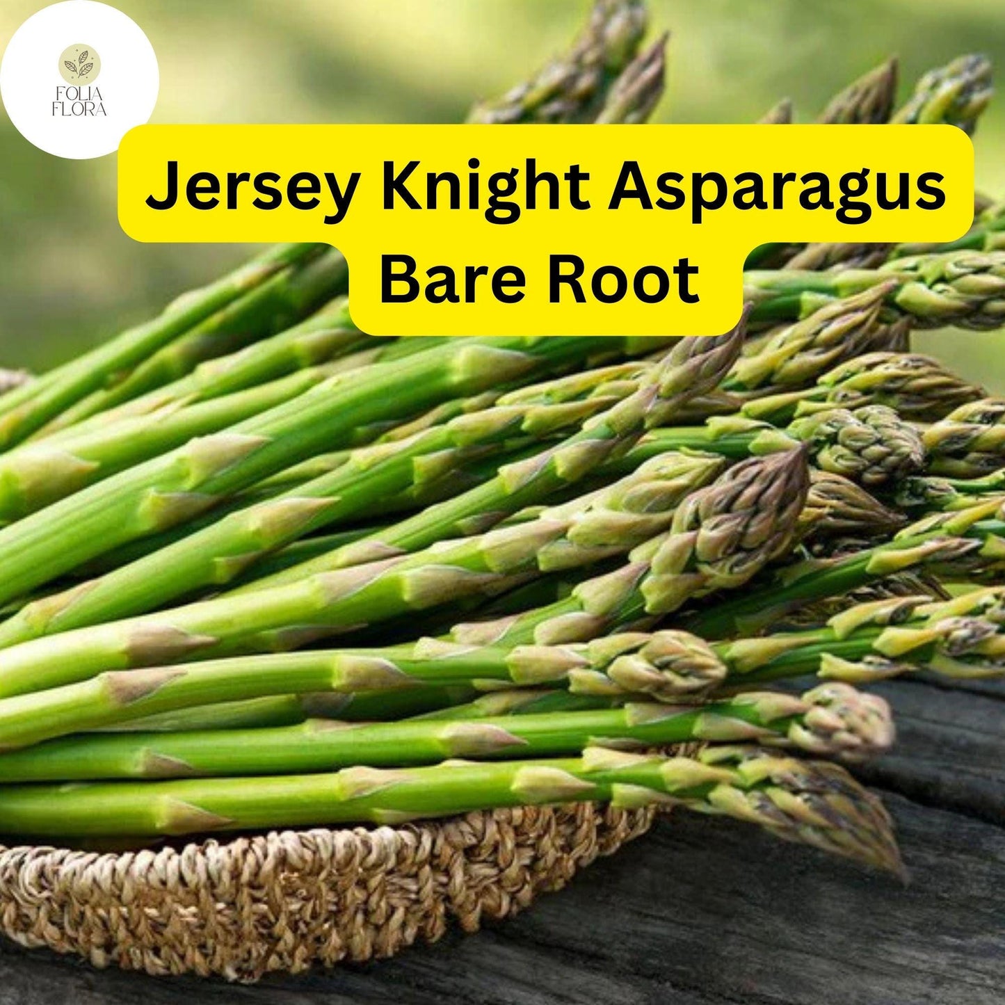 Jersey Knight Live Asparagus Bare Root Plants, 2-Year Crowns, Asparagus officinalis, High-Yield, Easy to Grow