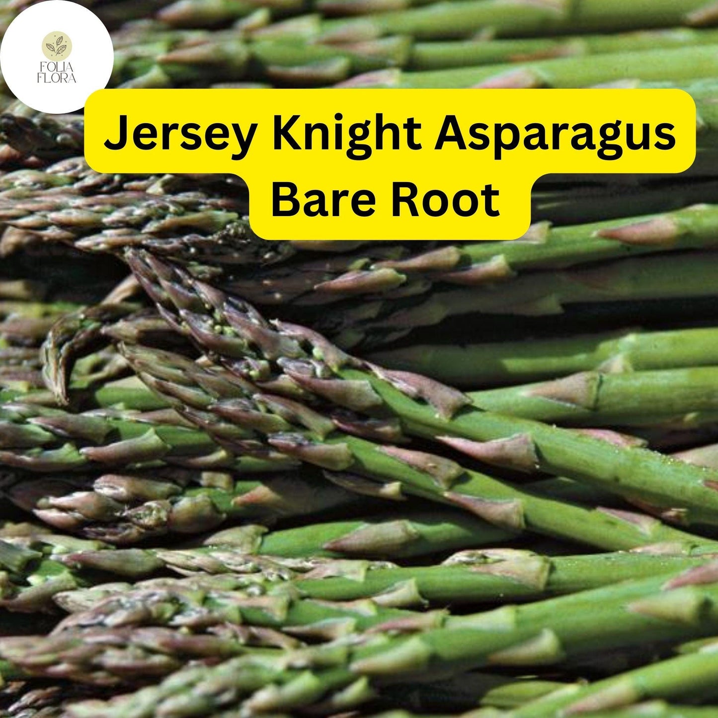 Jersey Knight Live Asparagus Bare Root Plants, 2-Year Crowns, Asparagus officinalis, High-Yield, Easy to Grow