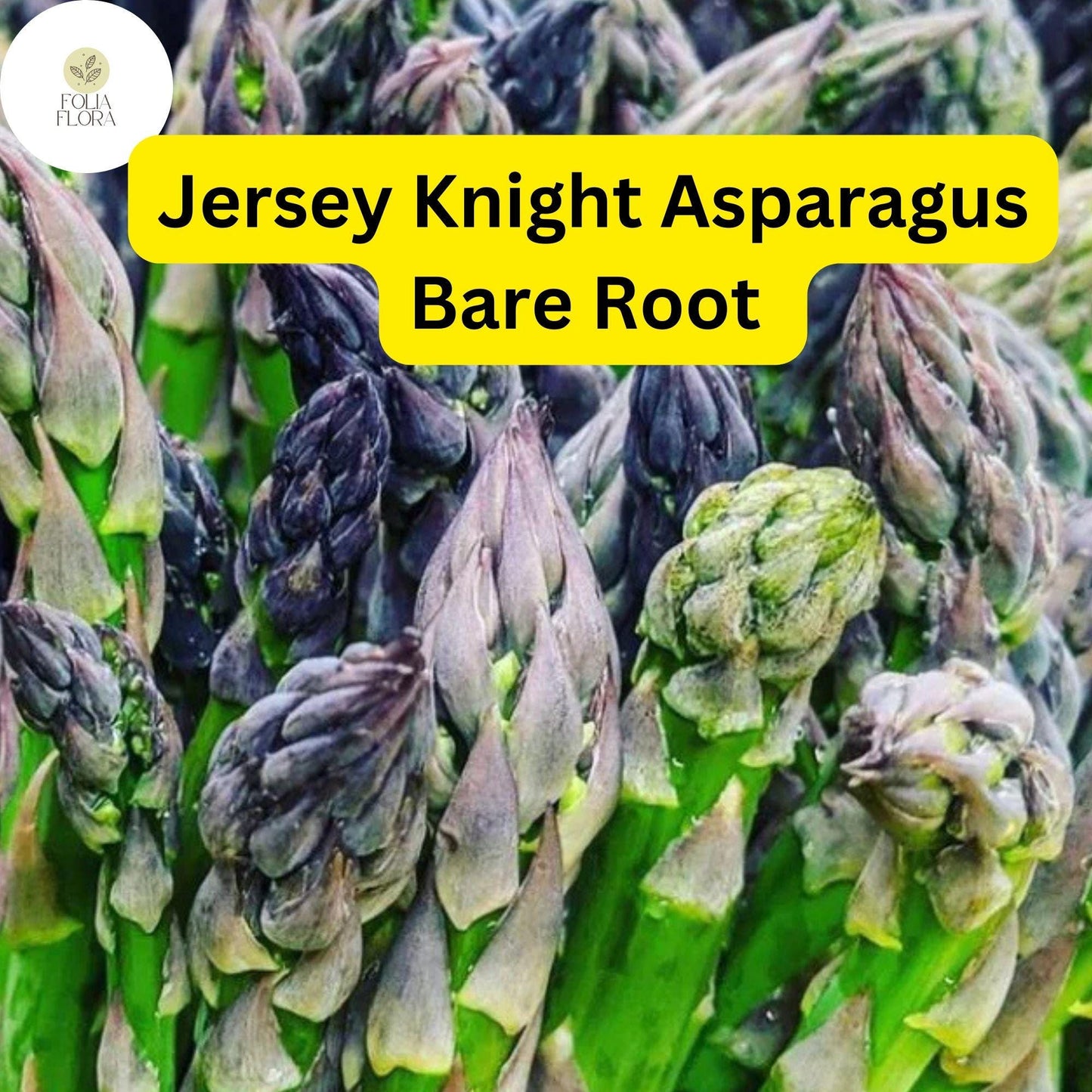 Jersey Knight Live Asparagus Bare Root Plants, 2-Year Crowns, Asparagus officinalis, High-Yield, Easy to Grow