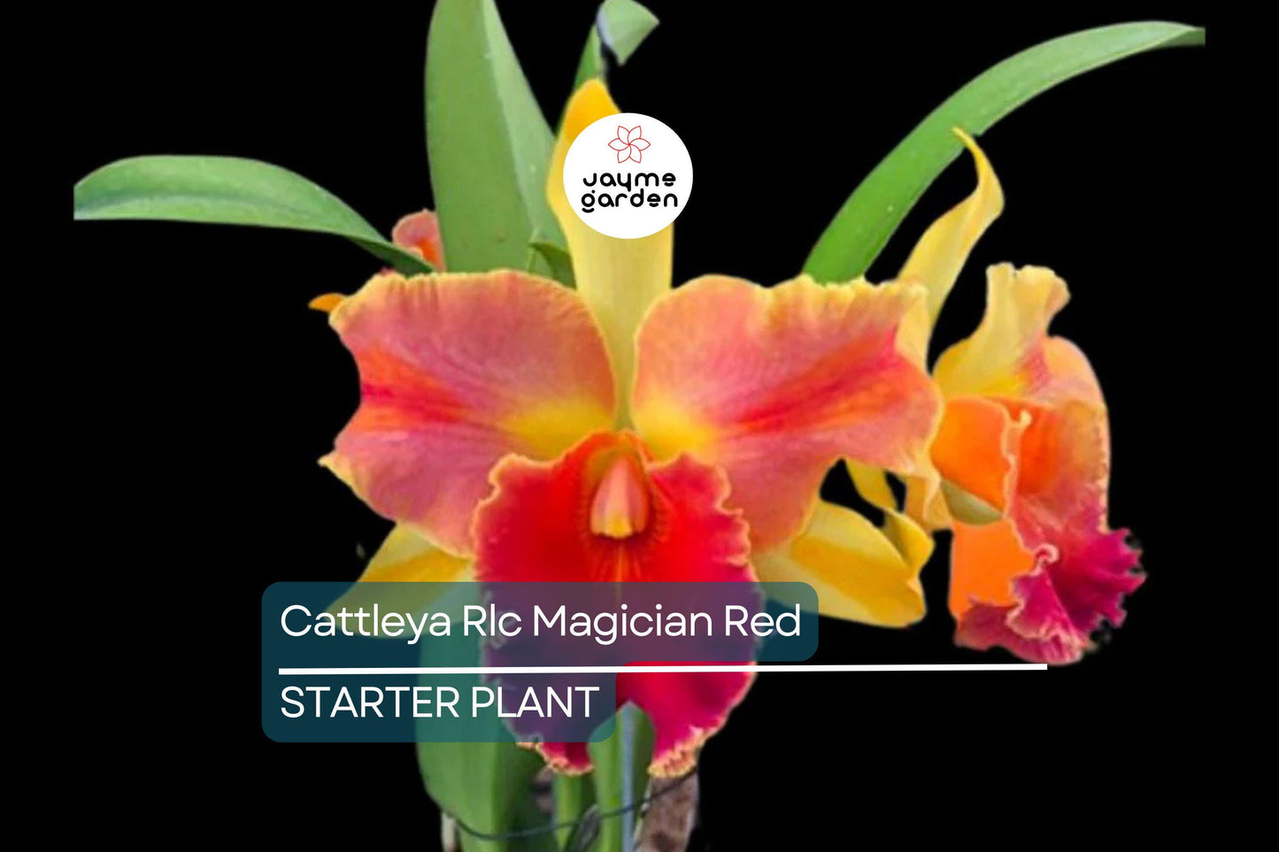 Cattleya Rlc Magician Red | Live Orchid Plant | Stunning Red Blooms | Tropical Seedling in 2B23 Pot | Indoor & Outdoor Beauty