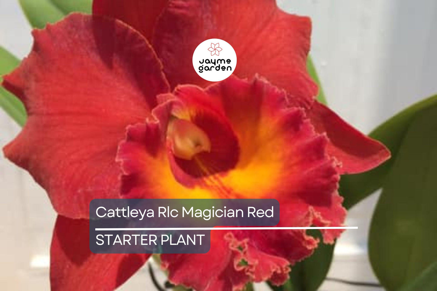 Cattleya Rlc Magician Red | Live Orchid Plant | Stunning Red Blooms | Tropical Seedling in 2B23 Pot | Indoor & Outdoor Beauty