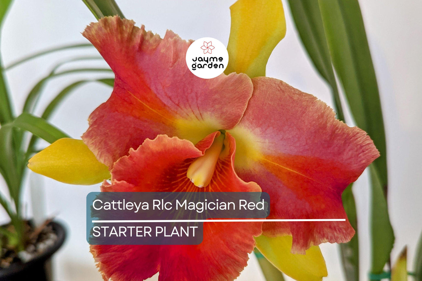 Cattleya Rlc Magician Red | Live Orchid Plant | Stunning Red Blooms | Tropical Seedling in 2B23 Pot | Indoor & Outdoor Beauty