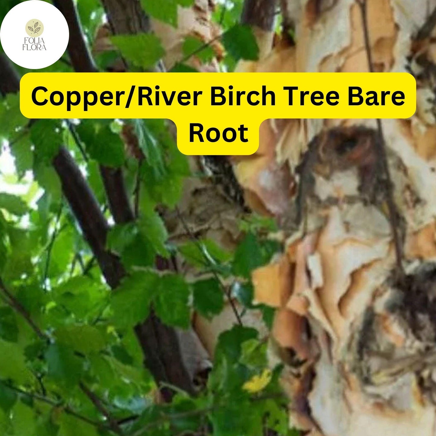 1 Live Bare Root Plant Copper/River Birch Tree, Betula nigra, 2-3 Feet Tall, Hardy Ornamental Shade Tree