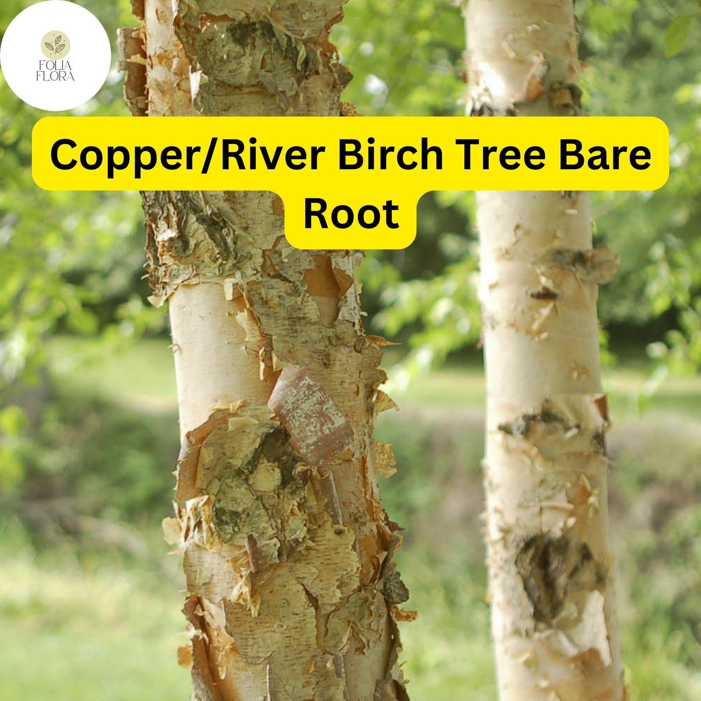 1 Live Bare Root Plant Copper/River Birch Tree, Betula nigra, 2-3 Feet Tall, Hardy Ornamental Shade Tree